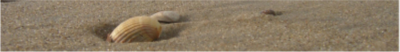 Muscheln im Sand - Göhren